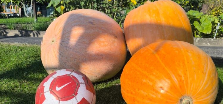 Größter Kürbis im KGV 2025