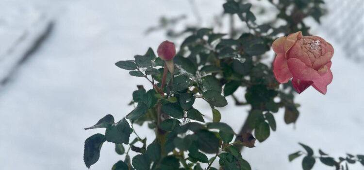 Wintermomente im Kleingarten